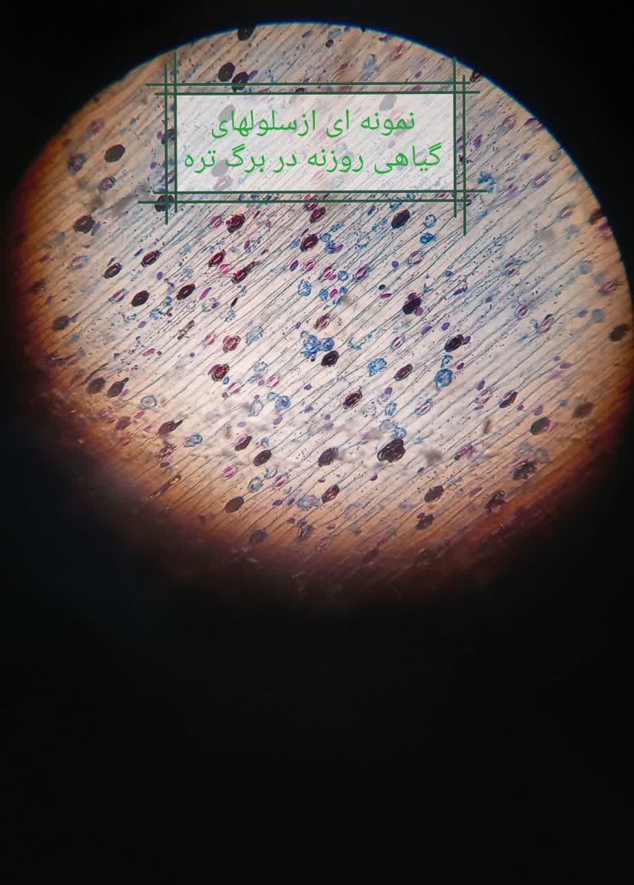تصویر مقاله