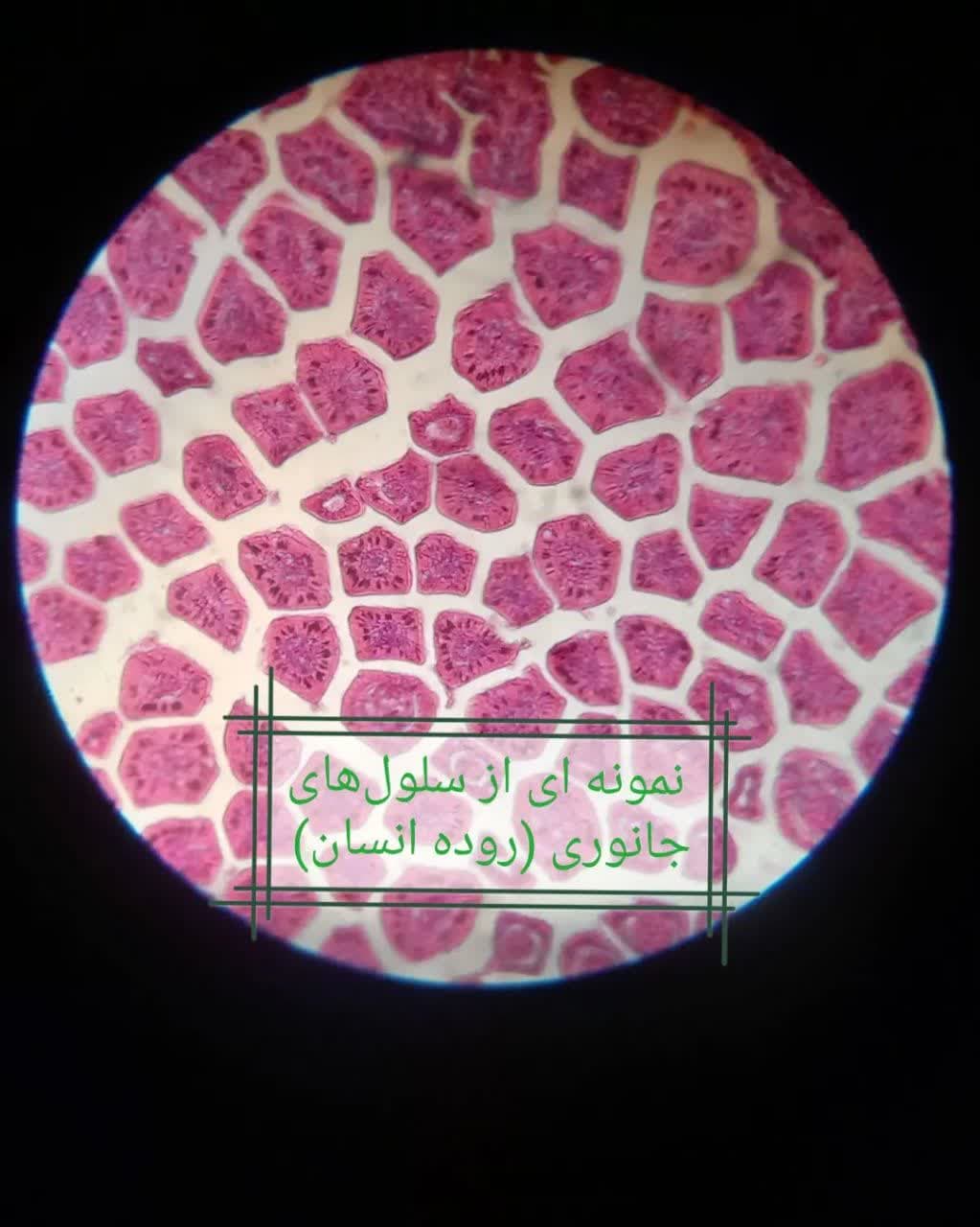 تصویر مقاله